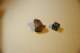 dsc_0419_small.jpg