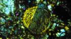 nwa0787f2_small.jpg