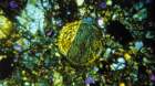 nwa0787f_small.jpg