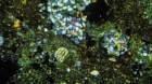 nwa0787h_small.jpg