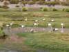 chile2015150128164336dscn3950_small.jpg