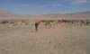 atacama201616022116042820160221_160428_small.jpg