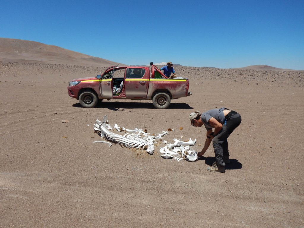 chile20182650.jpg