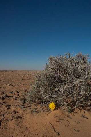 msdifcilquetrobarmeteoritsunamargaridaaldesertnomsvemtrobaraquesta.jpg